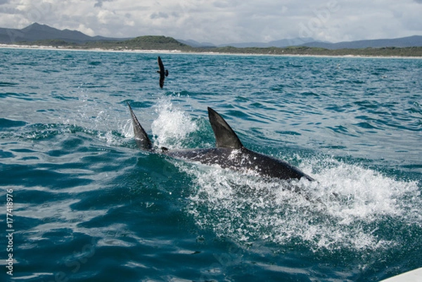 Fototapeta A great white shark splashing around on the waters surface, Gansbaai, South Africa