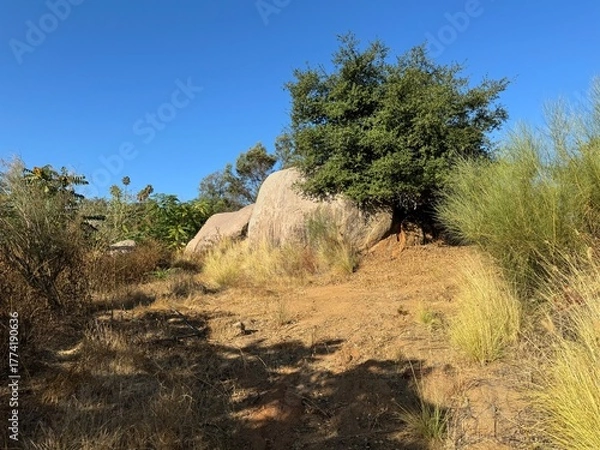 Obraz hiking path in the mountains - hike on the trail through rocks, grass, trees, bushes - dry desert landscape - Escondido, California, USA