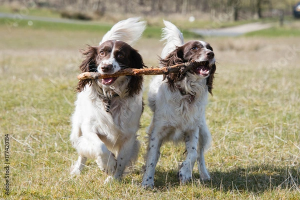 Fototapeta Playful springer spaniels carrying a stick during a walk through fields in the UK