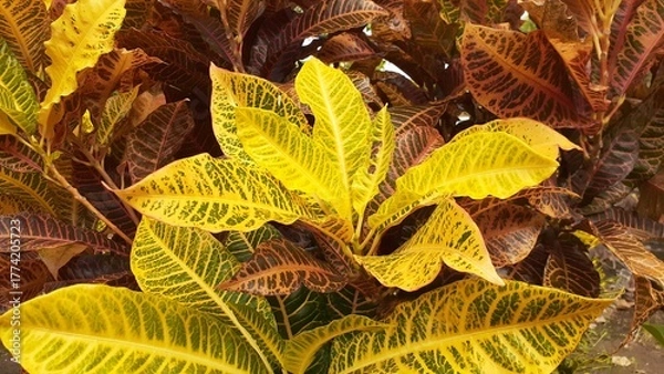 Obraz The fresh colorful texture pattern of Codiaeum variegatum leaves. Also known as croton or variegated croton, puring, puding or kroto. Natural background.