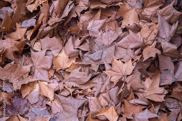 Obraz Fallen Plane Tree Leaves on the Ground