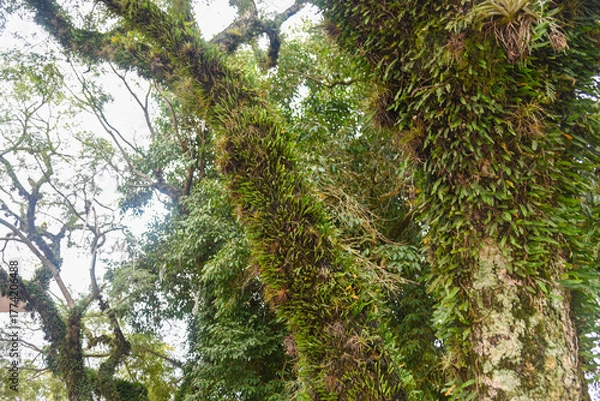 Obraz Tree Trunk Covered by Invasive Plants