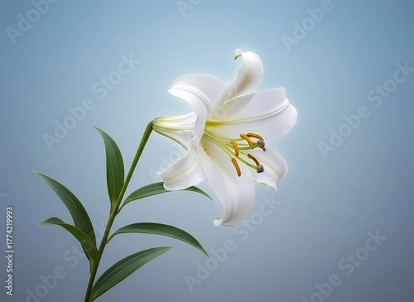 Obraz White lily flower on blue gradient background