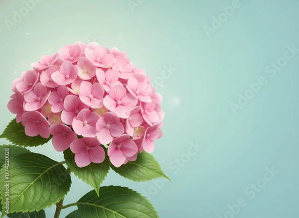 Obraz Hydrangea pink flower on turquoise background