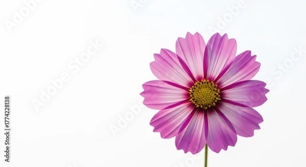 Fototapeta Elegant Cosmos Flower Displayed Against a Pristine White Background