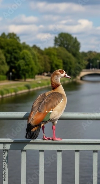 Obraz Egyptian goose standing gracefully on a bridge railing against scenic backdrop