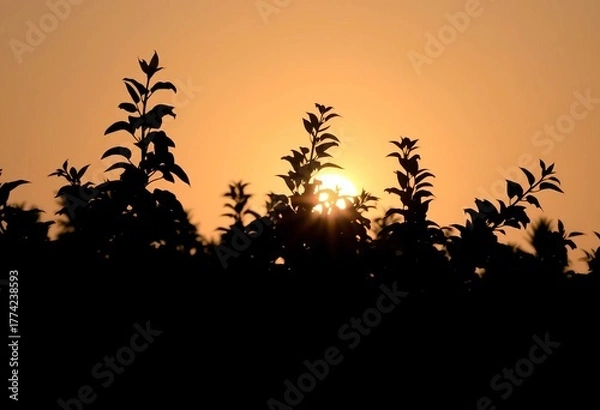 Fototapeta Silhouetted foliage glows against a bright background,   environment,  leaf