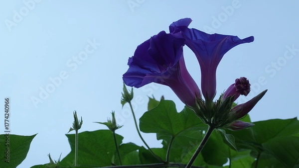 Fototapeta 美しいアサガオの花