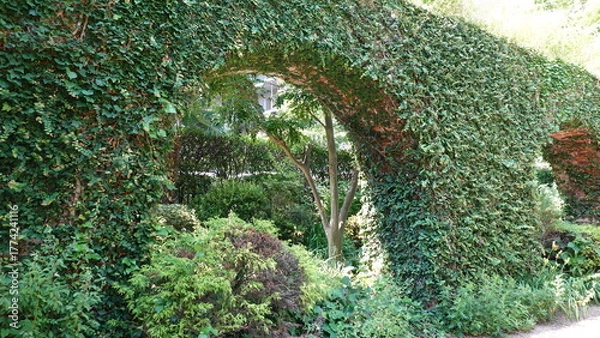 Obraz レンガの壁を這う蔦