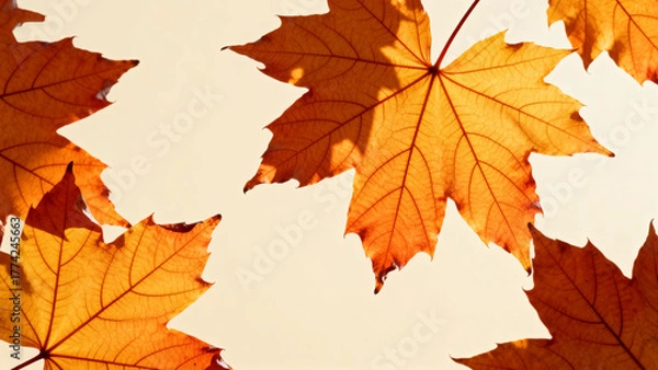 Fototapeta Autumn leaves in sunlight