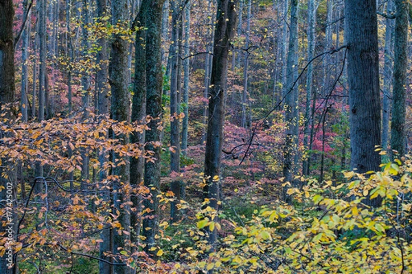 Fototapeta Fall Forest