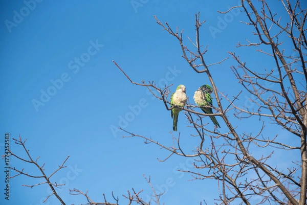 Obraz Birds Perched on Tree Branches.