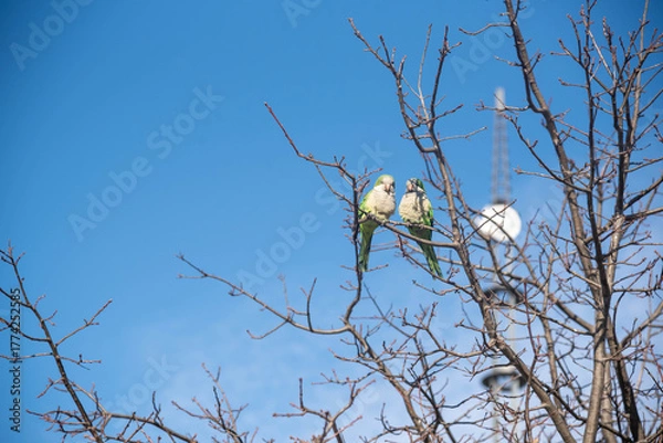Obraz Birds Perched on Tree Branches.