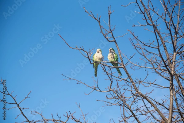 Obraz Birds Perched on Tree Branches.