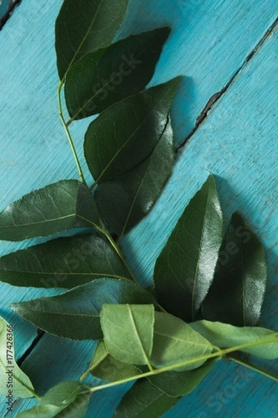Obraz Curry leaves on wooden table