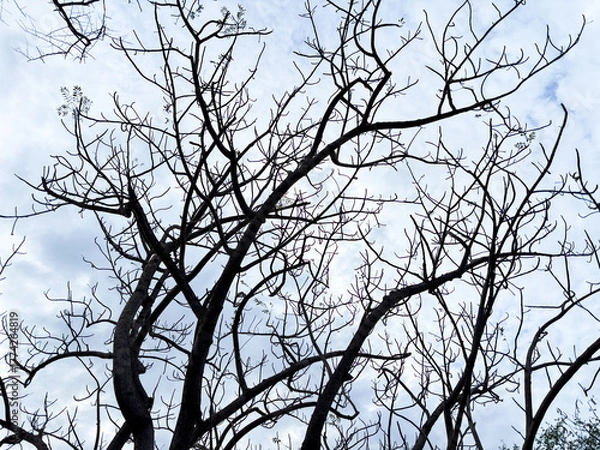 Fototapeta Bare tree branches reach towards a cloudy sky creating a dramatic silhouette effect