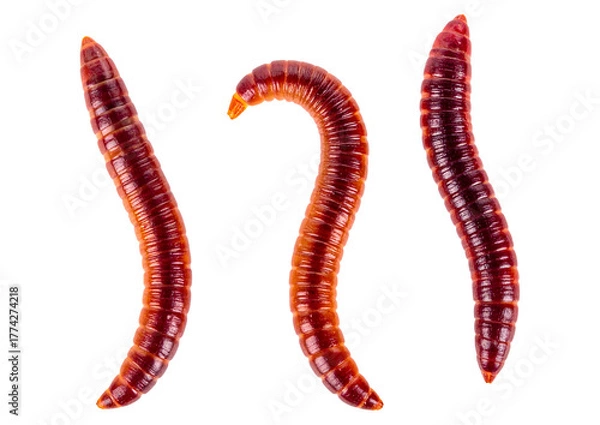 Obraz Crime scene tape isolated object