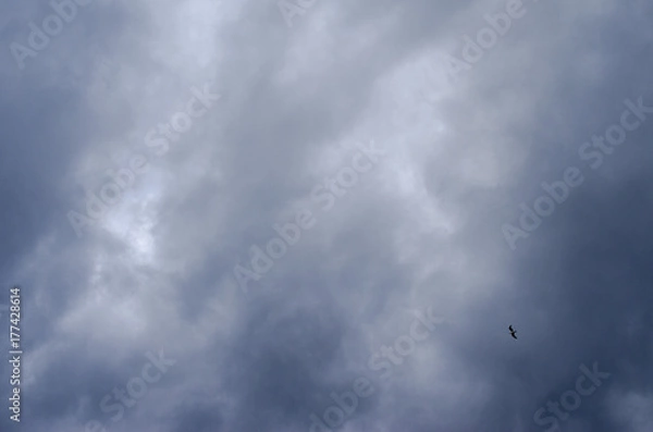 Fototapeta seagull hovers in the sky