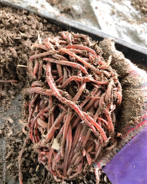 Fototapeta Close-up of Earthworms in Hand for Organic Composting and Farming