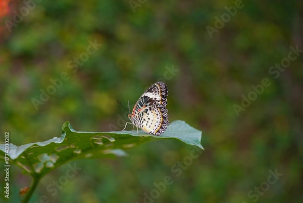 Obraz Leopard Lacewing butterfly tropical shot, Leopard Lacewing butterfly bright colors, Leopard Lacewing butterfly macro nature