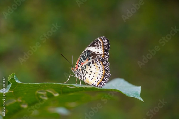 Obraz Leopard Lacewing butterfly tropical shot, Leopard Lacewing butterfly bright colors, Leopard Lacewing butterfly macro nature