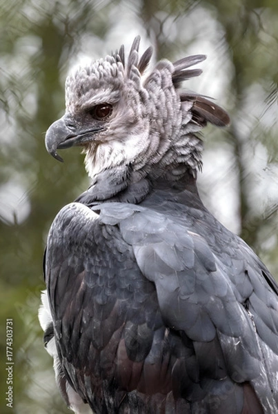 Obraz Majestic Harpy Eagle with Regal Crest