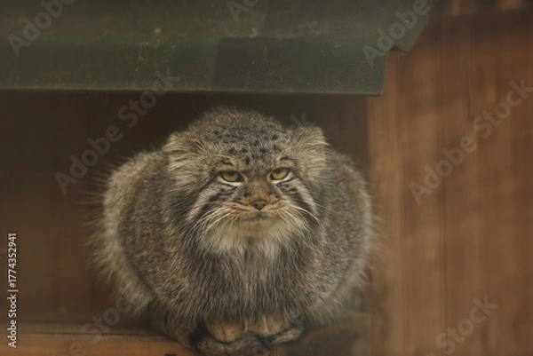 Fototapeta A manul sits on the roof of a house at the zoo