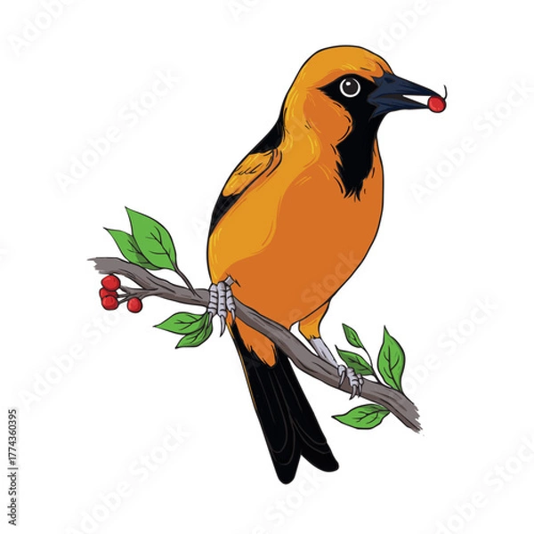 Fototapeta Vector Illustration of an Orange and Black Oriole Bird Perched on a Berry Branch