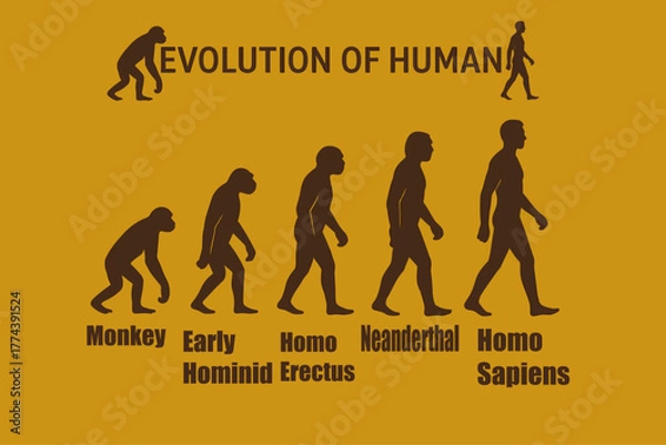 Obraz Evolution of Man from Monkey to Modern Human Vector