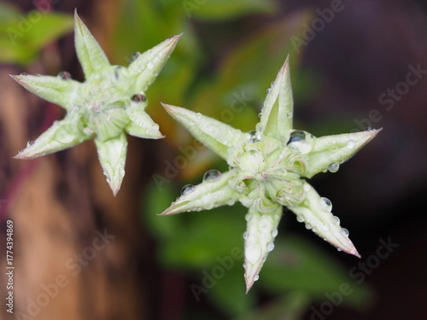 Fototapeta クレマチス　白万重　つぼみ