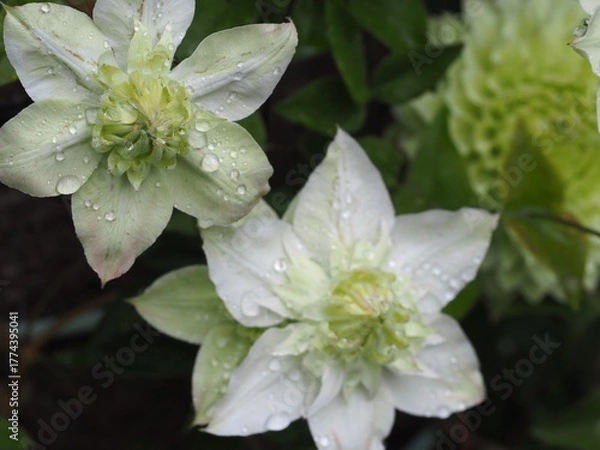 Fototapeta クレマチス　白万重