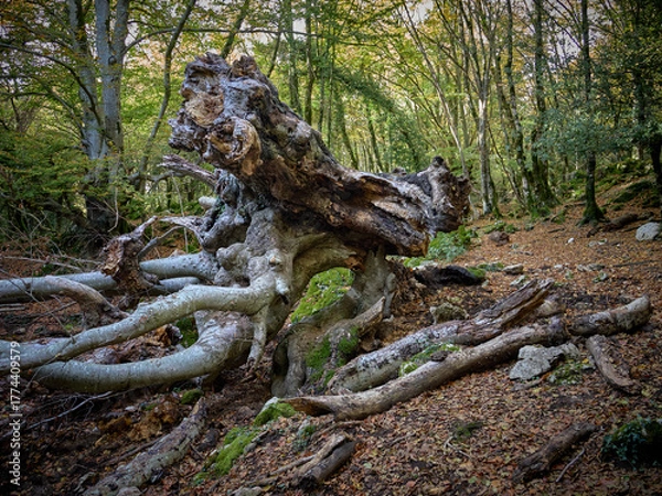 Obraz Autunno Tardivo nel Parco Regionale Naturale dei Monti Lucretili - Monte Gennaro