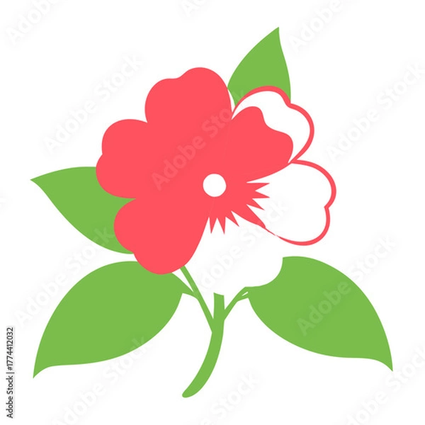 Fototapeta impatiens flower on white background