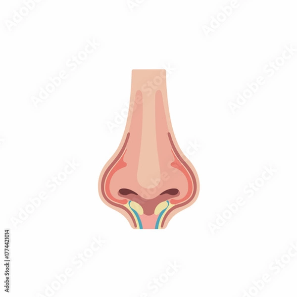 Fototapeta Detailed Anatomical Illustration of Human Nose Structure Medical Diagram