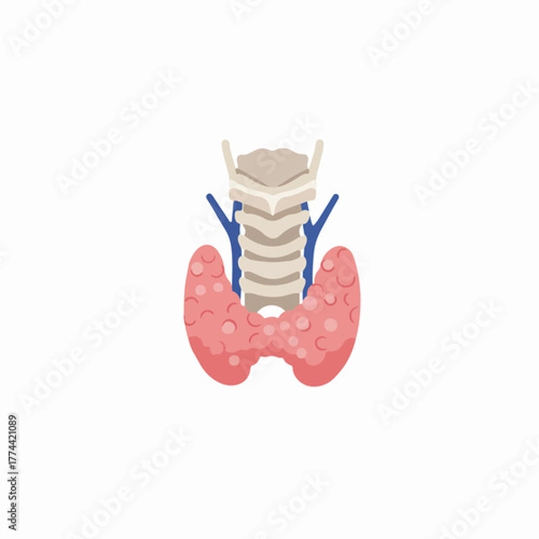 Obraz Simple Flat Thyroid Gland Anatomy Structure Medical Organ Illustration