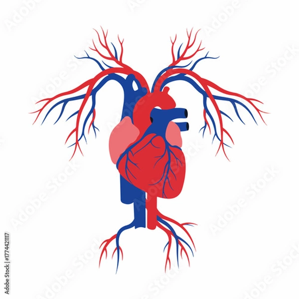 Obraz Abstract Flat Heart with Branches Anatomical Human Organ Illustration