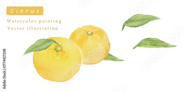 Obraz ゆずの水彩ベクターイラスト