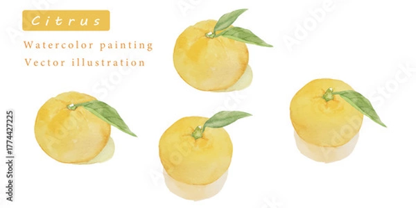 Obraz ゆずの水彩ベクターイラスト