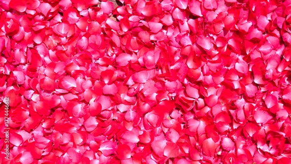 Fototapeta Red rose petals background. Red rose petals texture background.
