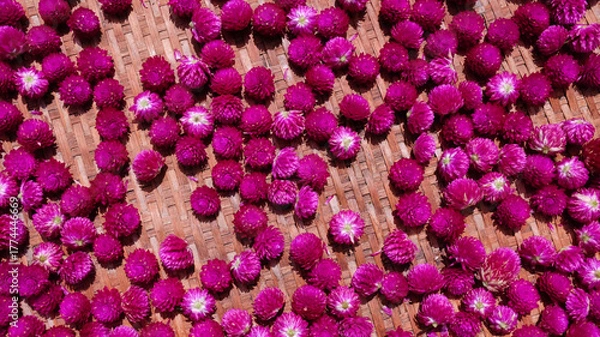 Fototapeta Colorful of Globe amaranth flower on bamboo mat background.