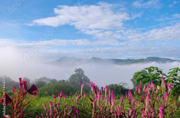Fototapeta Beautiful pink flowers on the mountain and fog in the morning.