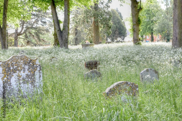 Obraz Overgrown graveyard disappears