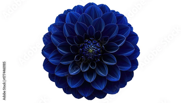Fototapeta Deep blue dahlia bloom, centered, petals arranged symmetrically on a black background, detailed floral close-up