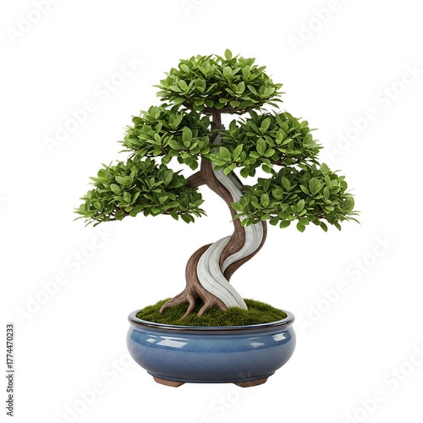 Fototapeta A meticulously sculpted miniature green bonsai tree with a gracefully twisted trunk and lush foliage in a deep blue ceramic pot against a stark black background