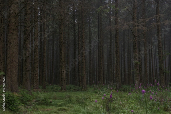 Obraz Bellever coniferous plantation, Dartmoor