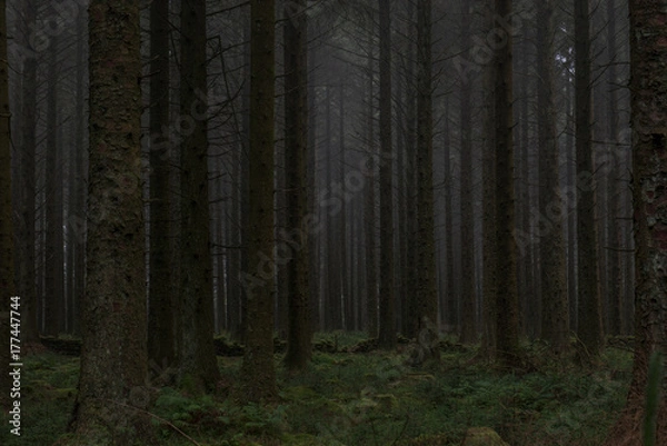 Obraz Bellever coniferous plantation, Dartmoor