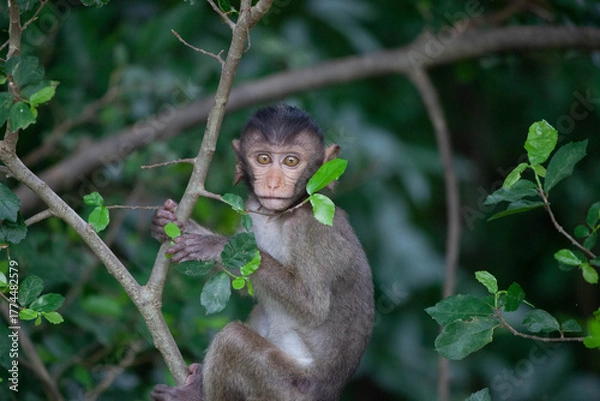 Obraz 可愛いサル