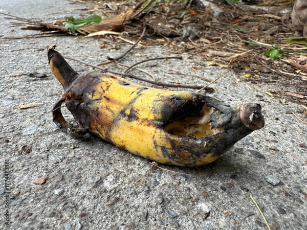 Obraz Close up of a decomposing banana partially eaten by ants on a rough concrete ground. The image represents food waste, decay, insects, and organic decomposition in urban environments.