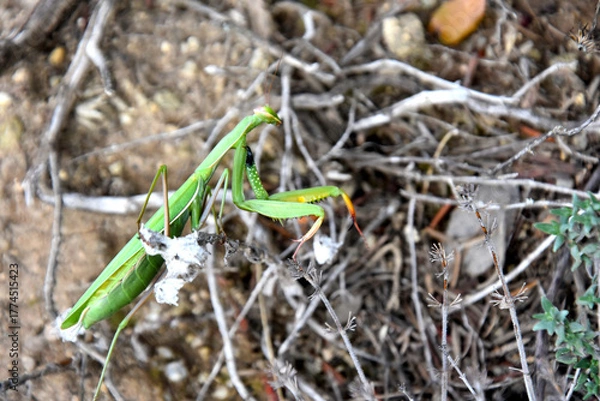 Obraz Mante religieuse