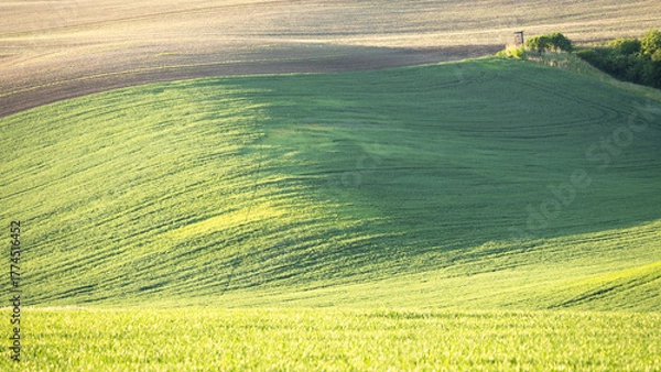 Fototapeta Landscape with green rolling fields of agricultural land, Moravia, Czechia